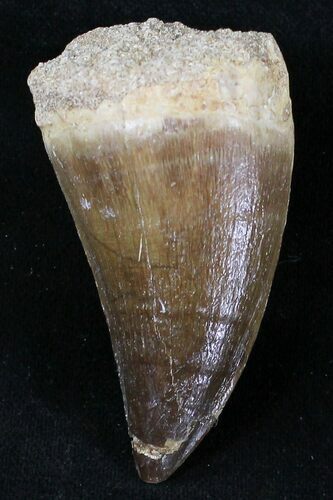Large Mosasaur (Prognathodon) Tooth #21490